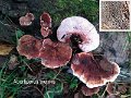 Abortiporus biennis-amf1517-1
